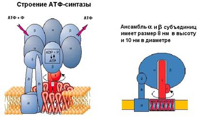 Строение и принцип работы АТФ-синтетазы