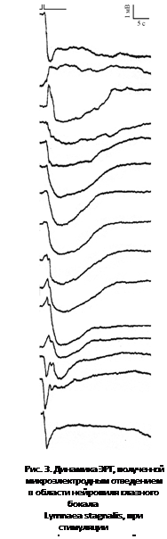 ϳ: 

. 3.  , 
 
    
Lymnaea stagnalis,  
 (   
)   3 

