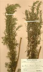 Artemisia abrotanum   