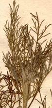 Artemisia abrotanum   